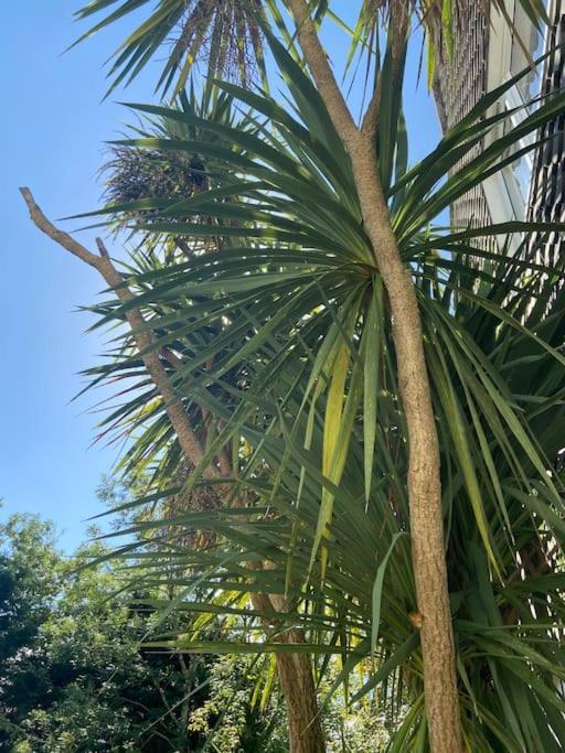 Palm View Luxury Botanical Themed With Sauna Apartment St Austell